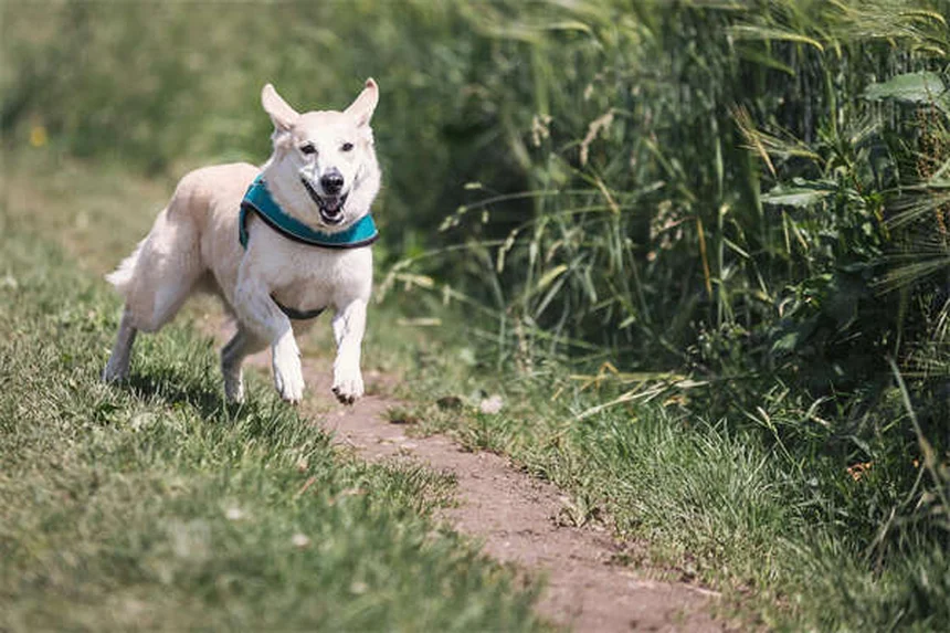 Should You Let Your Cat Outside? 5 Safety Tips Every Owner Needs
