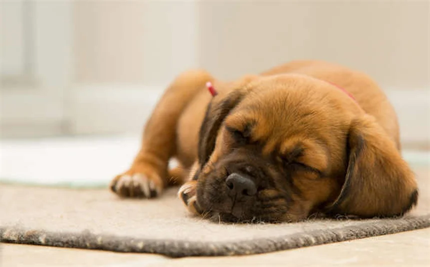 Why Do Cats Faint? 5 Shocking Causes & What to Do Immediately