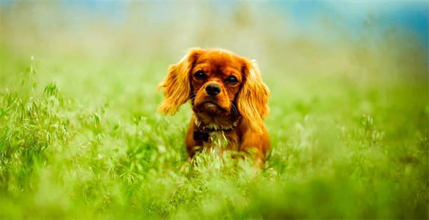 Pleural Effusion in Ferrets: 5 Warning Signs Every Owner Should Know