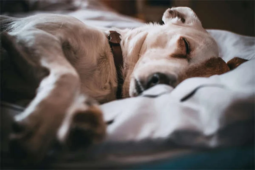 Hydronephrosis in Ferrets: 5 Warning Signs You Can't Ignore