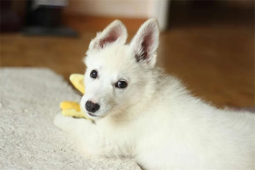 Digoxin for Dogs: What Pet Owners Must Know About This Heart Medication
