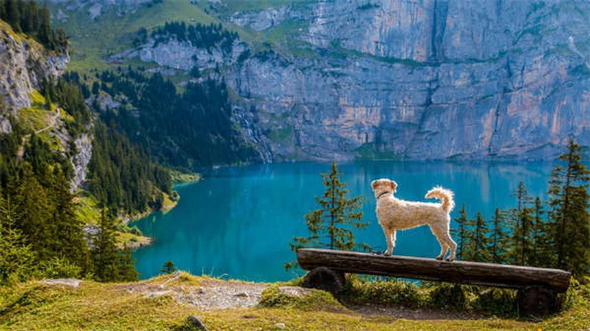 Digoxin for Dogs: What Pet Owners Must Know About This Heart Medication