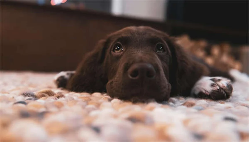 Digoxin for Dogs: What Pet Owners Must Know About This Heart Medication