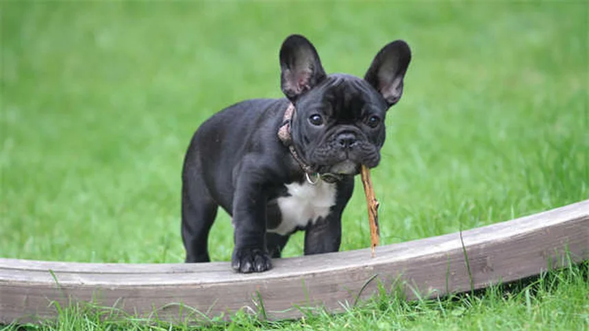 Digoxin for Dogs: What Pet Owners Must Know About This Heart Medication