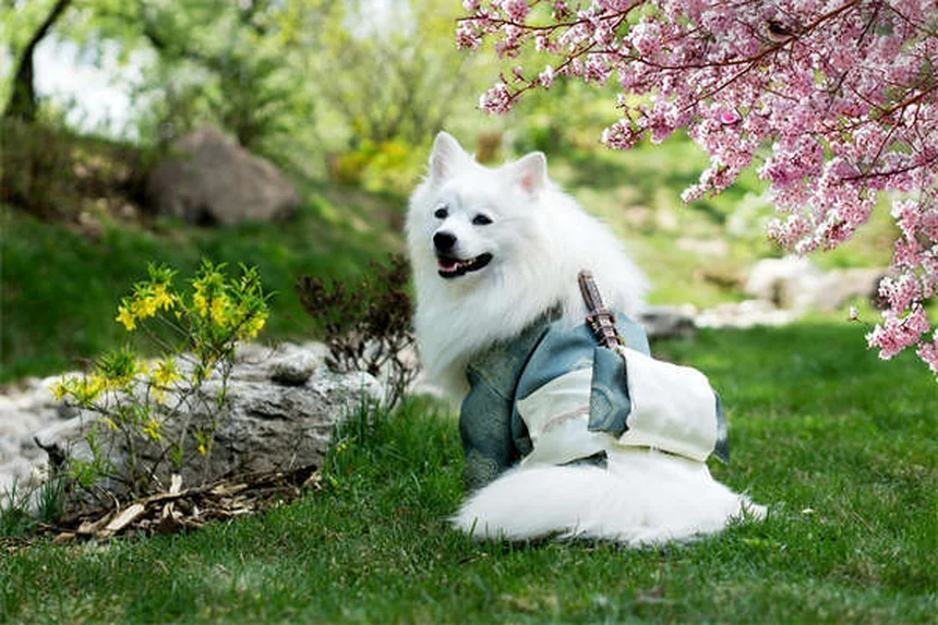 Rabbit First Aid Kit Essentials: 8 Must-Have Items for Emergencies