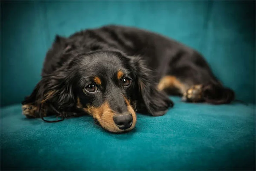 Can Dogs Take Imodium? Vet-Approved Safety Guide