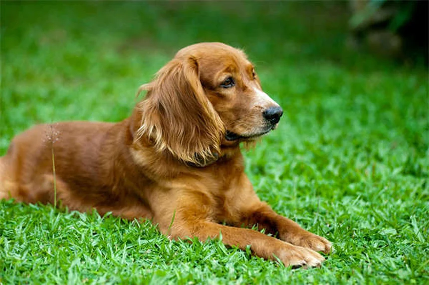 Can Dogs Take Imodium? Vet-Approved Safety Guide