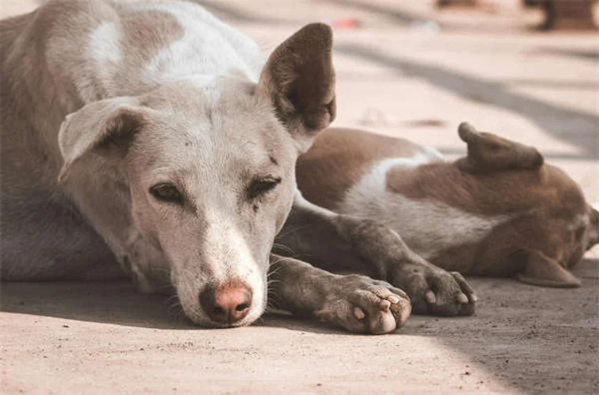 Multiple Myeloma in Ferrets: Symptoms, Diagnosis & Treatment