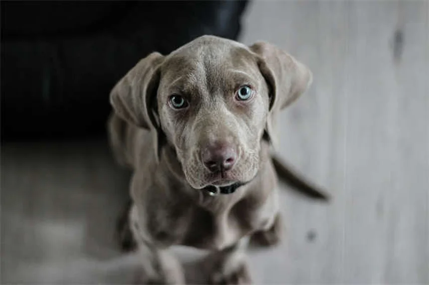 Why Does My Dog Sit on My Feet? 5 Heartwarming Reasons