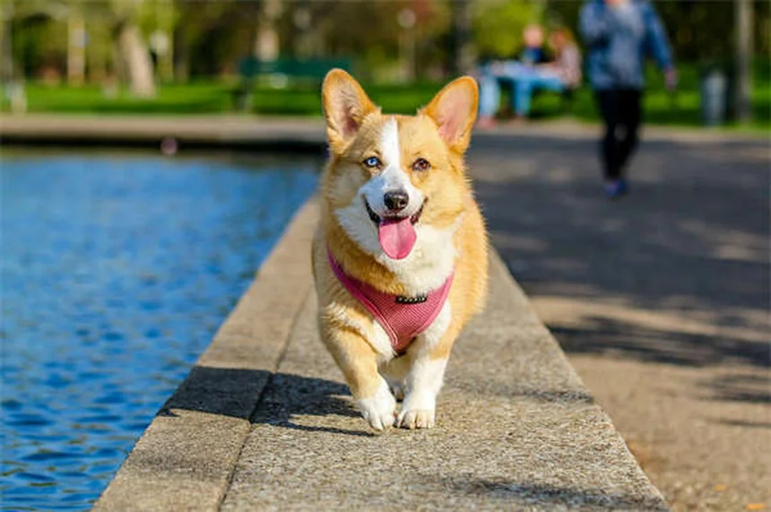 Why Does My Dog Sit on My Feet? 5 Heartwarming Reasons