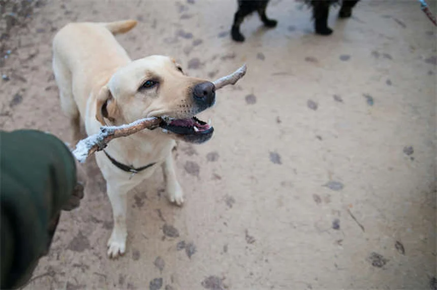 Rabbit Hemorrhagic Disease Virus: 5 Critical Facts Every Owner Must Know