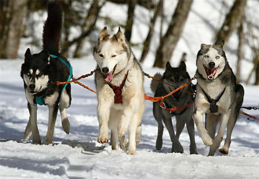 What is Tresaderm®? Your Vet's Go-To Solution for Pet Ear & Skin Infections
