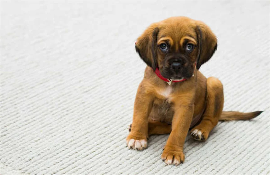 5 Breakthrough Treatments for Canine Mammary Tumors (2024 Update)