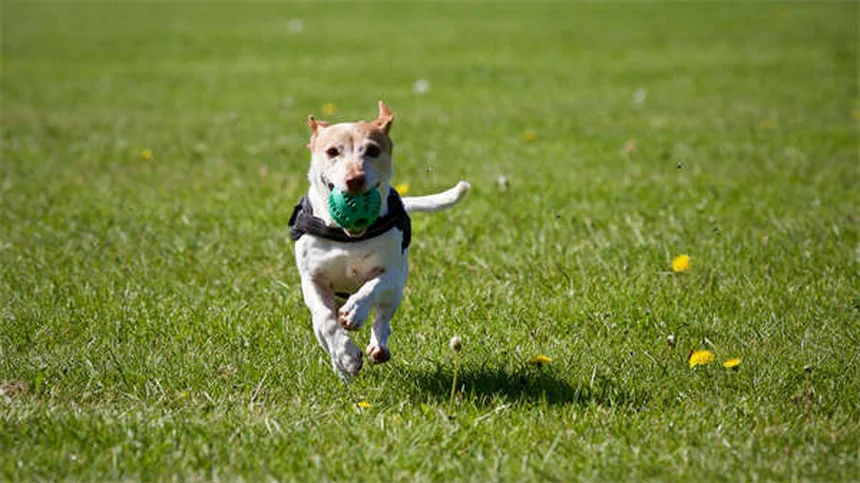 Why Do Dogs Lick You? 7 Surprising Reasons Behind This Behavior