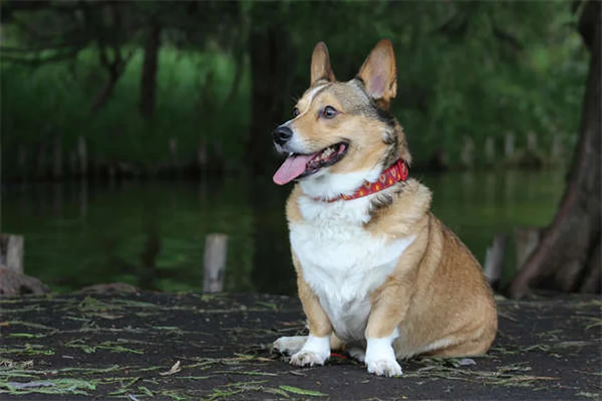 Why Do Dogs Lick You? 7 Surprising Reasons Behind This Behavior