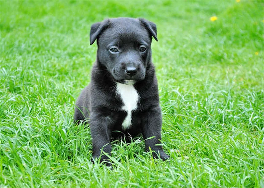Tracheal Collapse in Dogs: Symptoms, Treatment & Prevention Tips