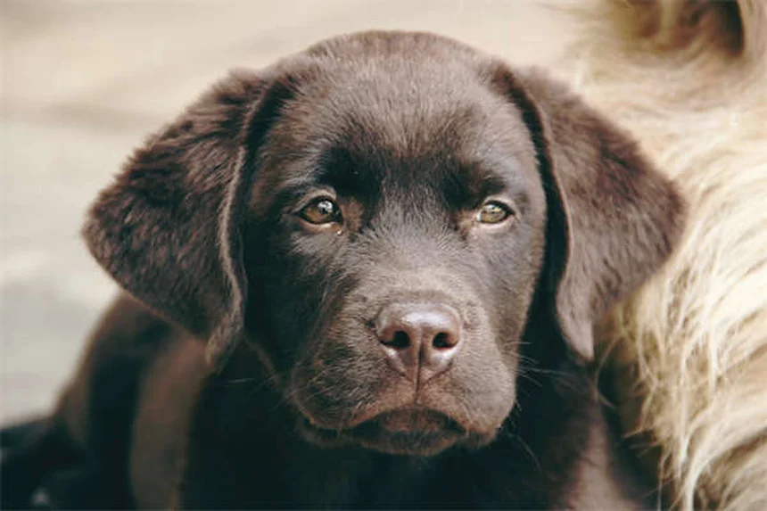 Tracheal Collapse in Dogs: Symptoms, Treatment & Prevention Tips