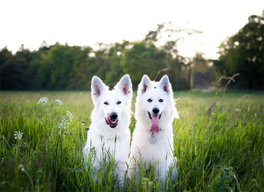 Advantage® Flea Treatment for Dogs & Cats: How It Works & Side Effects