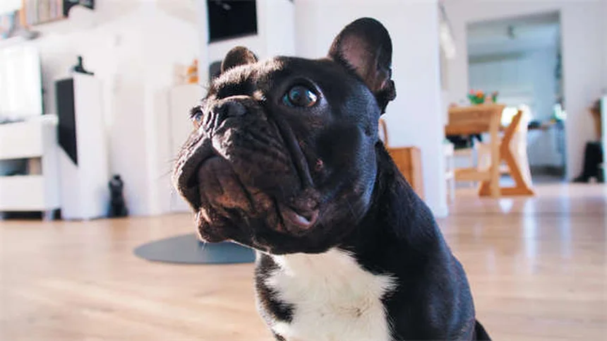 Advantage® Flea Treatment for Dogs & Cats: How It Works & Side Effects
