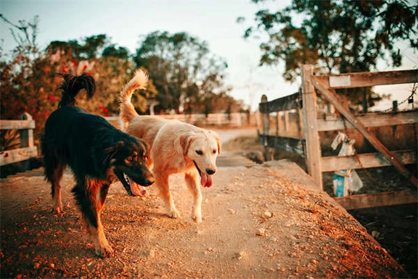 Advantage® Flea Treatment for Dogs & Cats: How It Works & Side Effects