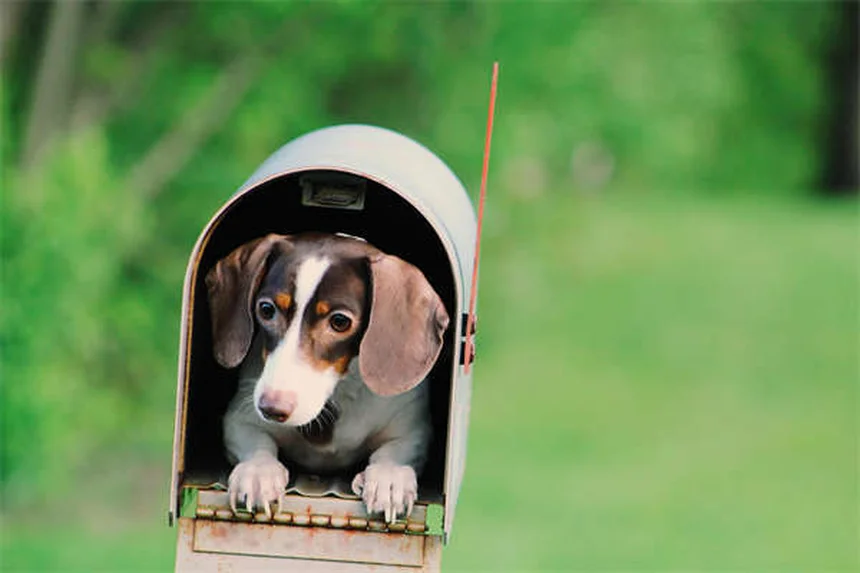 Ketosis in Guinea Pigs: 5 Warning Signs Every Owner Must Know