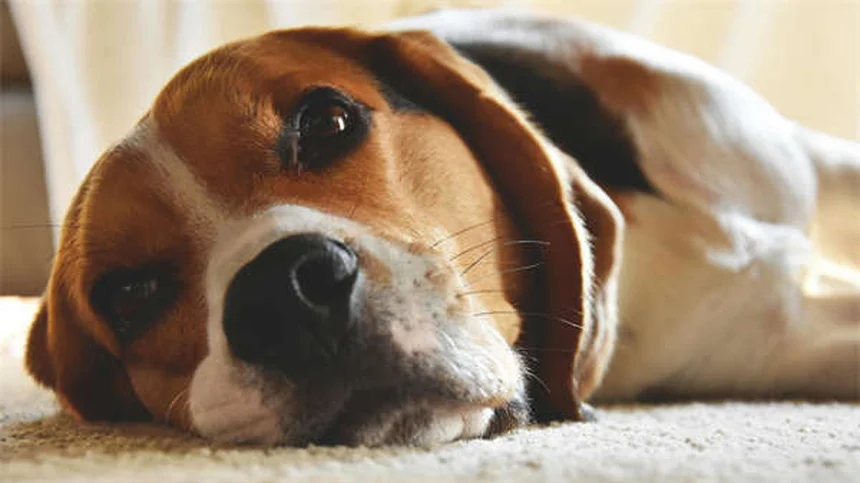 5 Dangerous Rainy Day Hazards for Dogs Every Pet Owner Must Know