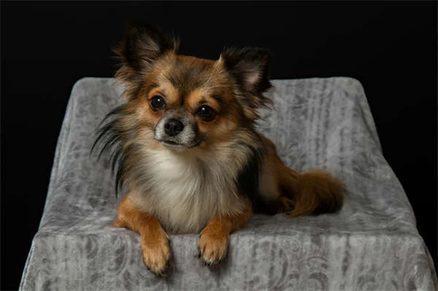 5 Dangerous Rainy Day Hazards for Dogs Every Pet Owner Must Know