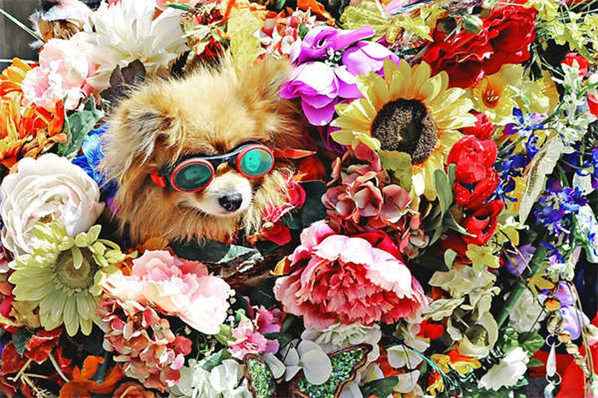 5 Dangerous Rainy Day Hazards for Dogs Every Pet Owner Must Know