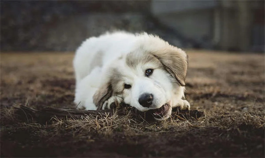Hamster Teeth Care: 5 Essential Tips to Prevent Dental Problems