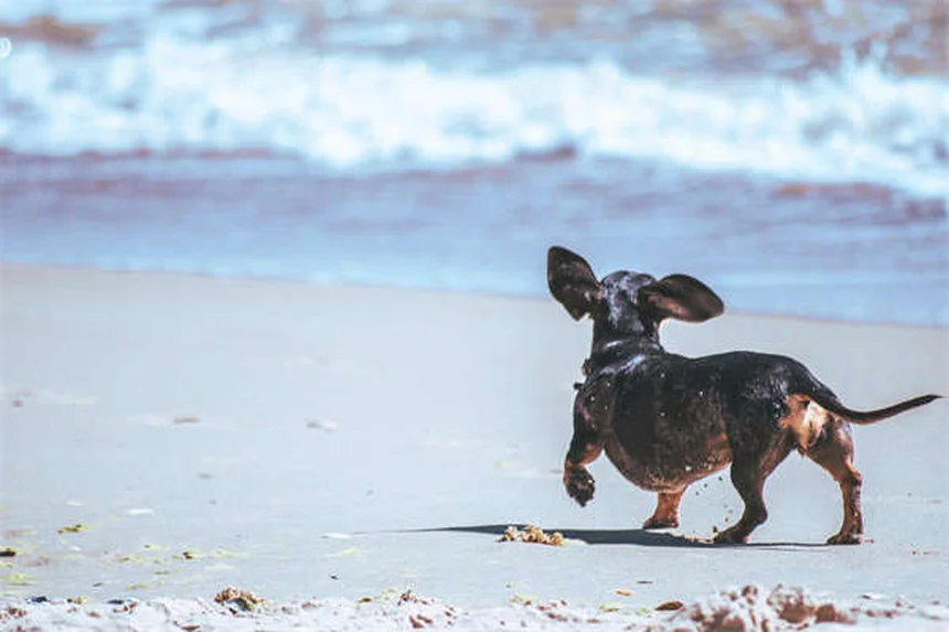 5 Pet and Newborn Myths Debunked: What Every Parent Needs to Know