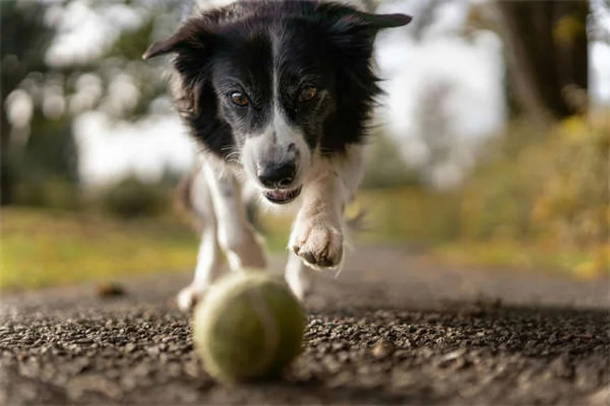 5 Pet and Newborn Myths Debunked: What Every Parent Needs to Know