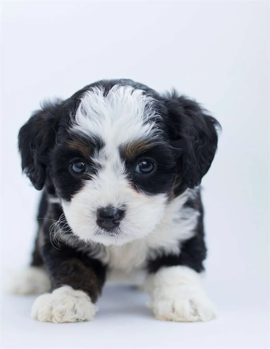 Dog Park Etiquette: 7 Must-Know Rules for Well-Behaved Pups