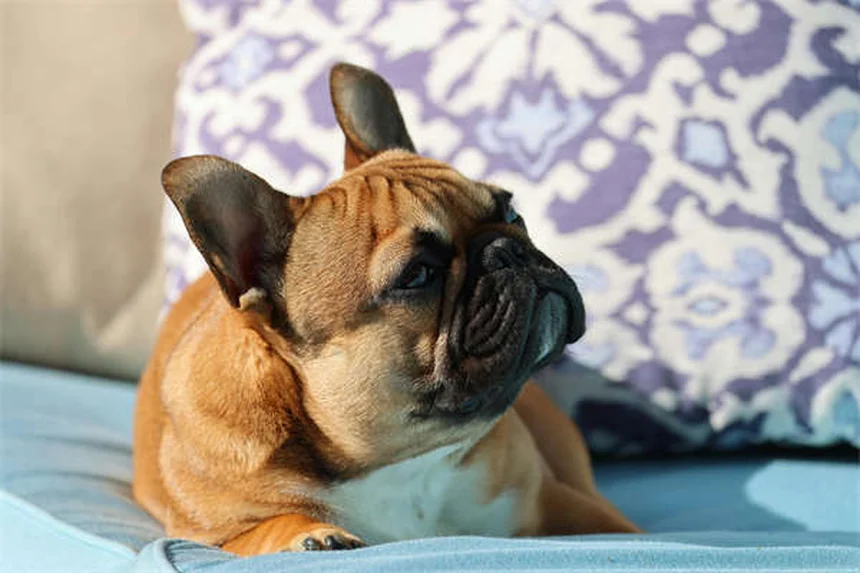 Dog Park Etiquette: 7 Must-Know Rules for Well-Behaved Pups