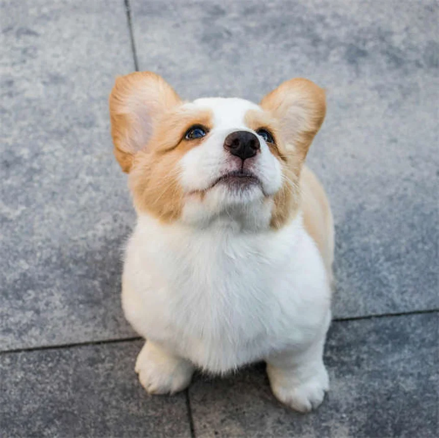 Dog Park Etiquette: 7 Must-Know Rules for Well-Behaved Pups
