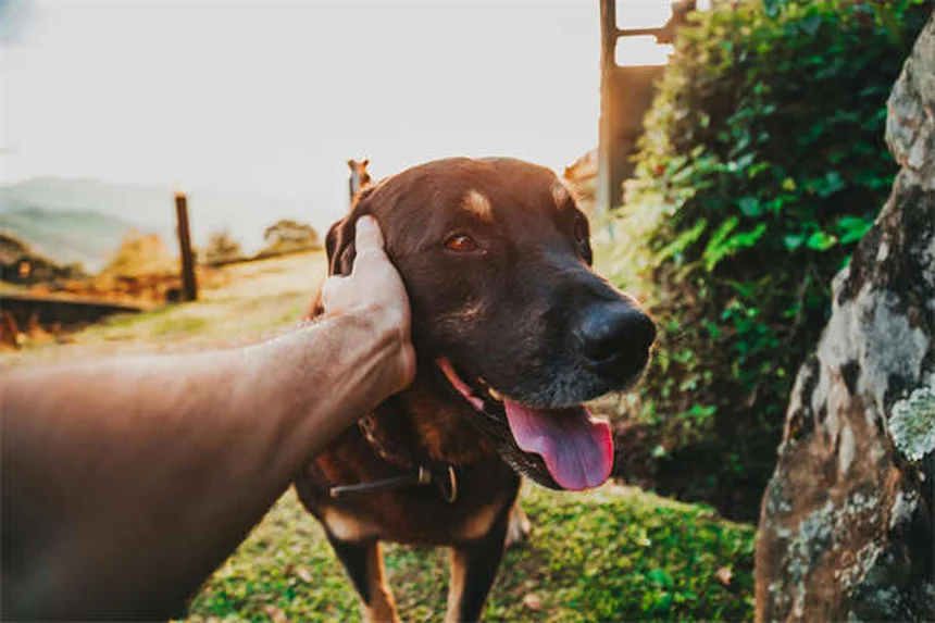 5 Shocking Places Your Dog Can Pick Up Ticks (Even Indoors!)