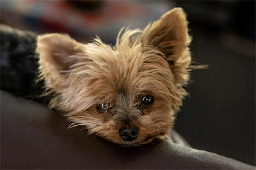 5 Shocking Places Your Dog Can Pick Up Ticks (Even Indoors!)