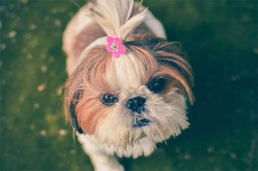 Why Do Dogs Lick Wounds? 5 Surprising Facts You Need to Know