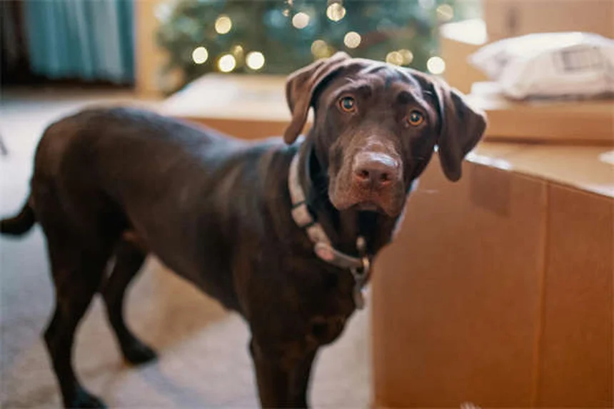 Why Do Dogs Lick Wounds? 5 Surprising Facts You Need to Know
