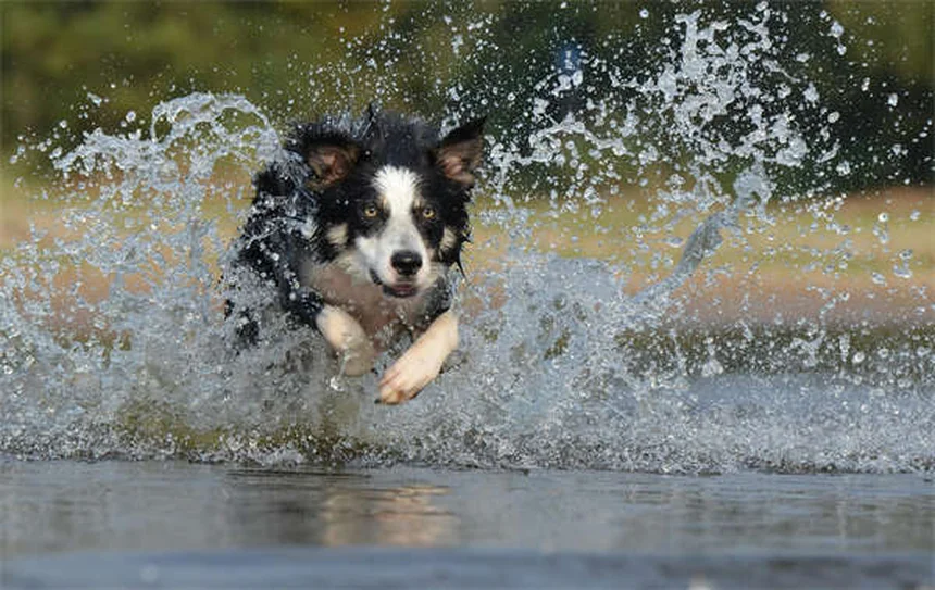 Syringomyelia in Dogs: 5 Warning Signs Every Pet Owner Should Know