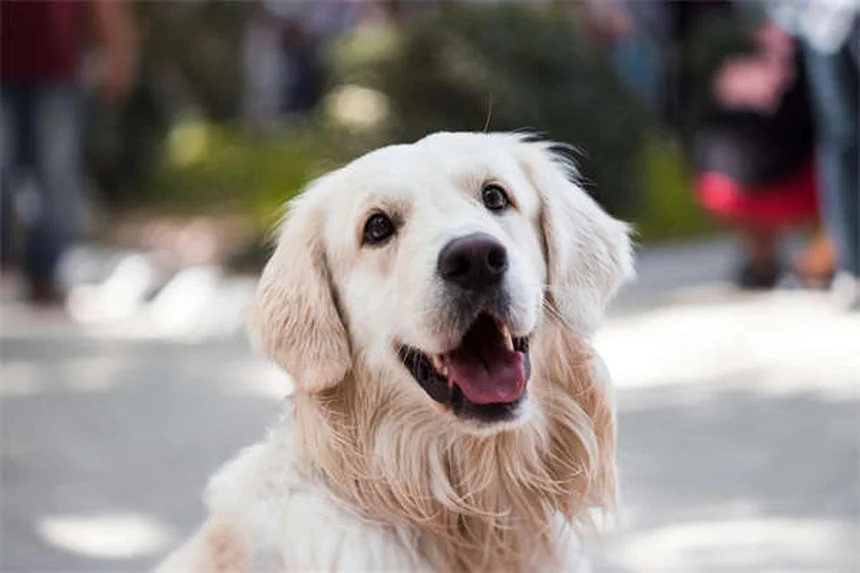 Syringomyelia in Dogs: 5 Warning Signs Every Pet Owner Should Know