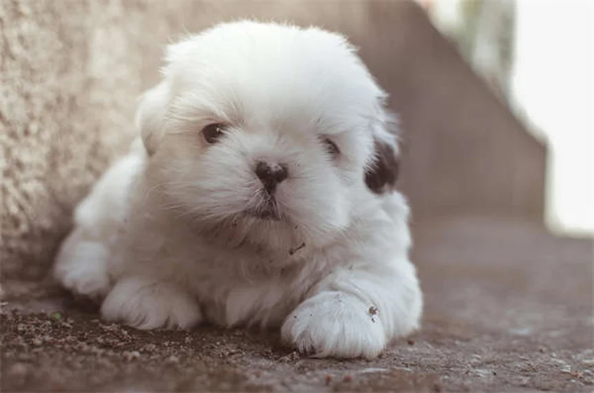 Syringomyelia in Dogs: 5 Warning Signs Every Pet Owner Should Know