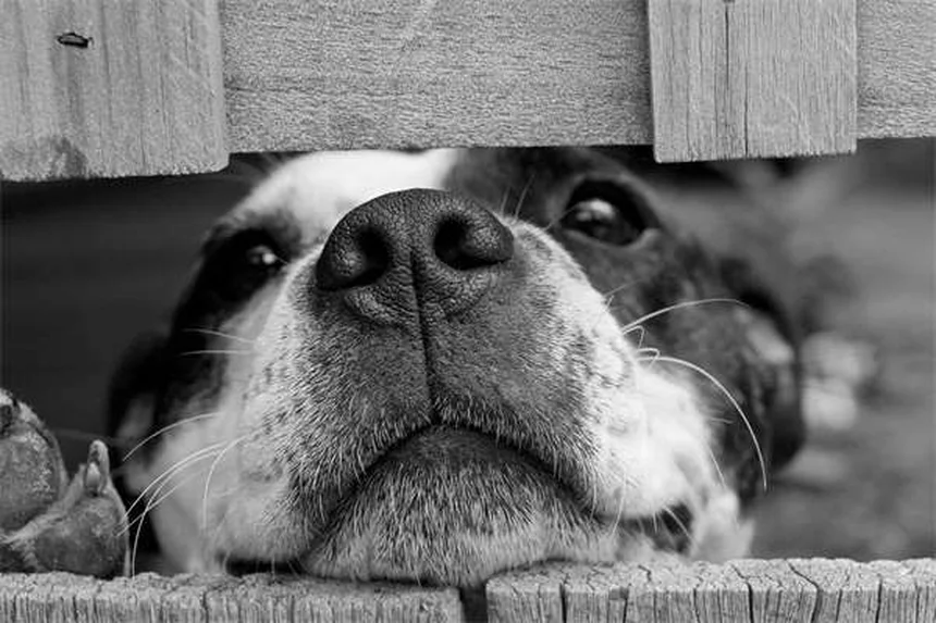 How to Teach a Dog to Lie Down: 7 Easy Steps for Beginners