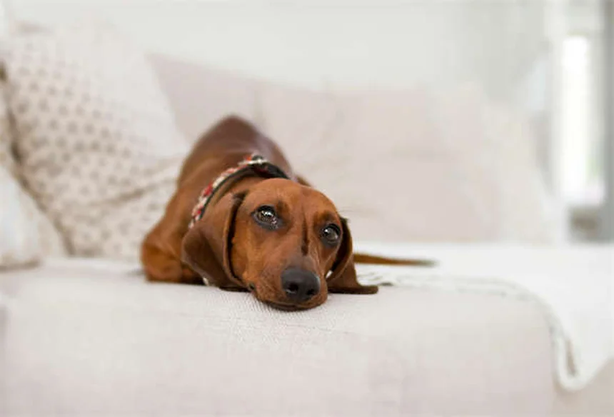 How to Teach a Dog to Lie Down: 7 Easy Steps for Beginners